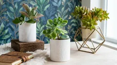 Żywe kamienie i zielone drapieżniki: 5 niezwykłych roślin doniczkowych dla tych, którzy chcą czegoś innego